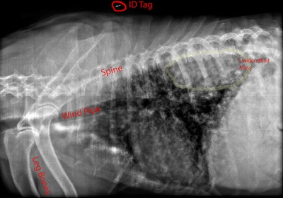 Dog Cancer X-Ray