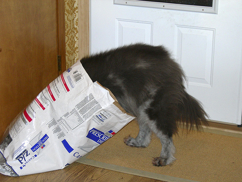 Dog in Dog Food bag