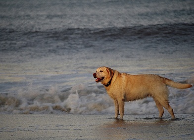 Dog on Vacation