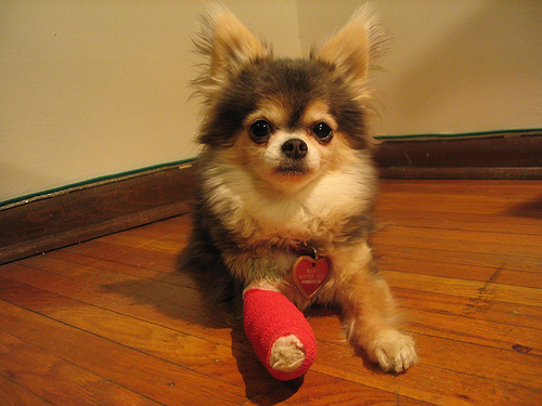 Dog with Bandaged Leg
