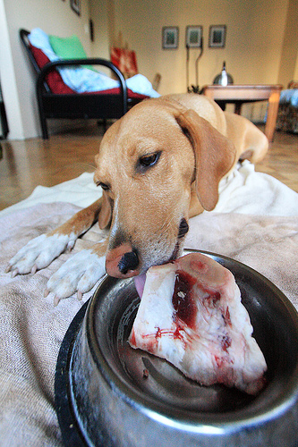 Dog eating a bone