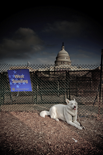 Dog Capitol