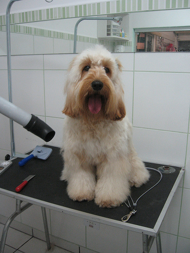 Grooming Your Pet - The Pet Wiki