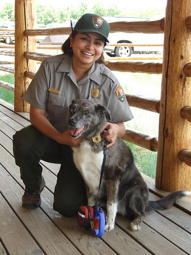 Dog and Ranger