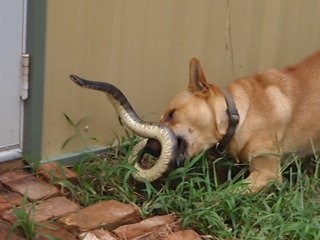 Dog fighting Snake