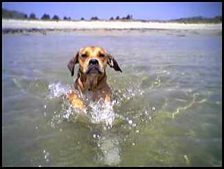 Dog Swimming