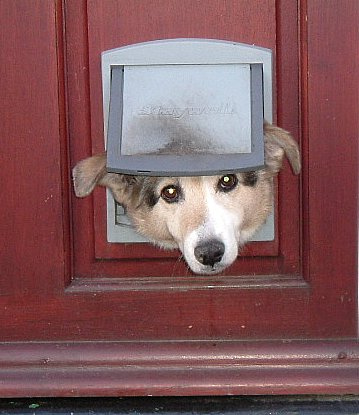 Doggie Door