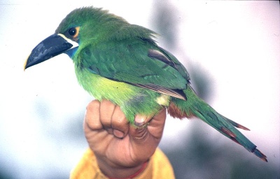 Emerald Toucanet