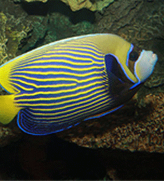 Emperor Angelfish
