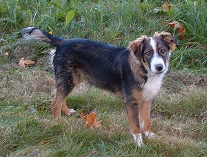 how to cut a english shepherd