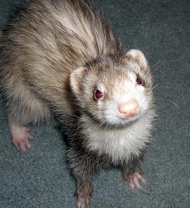 ferret ferrets mysterious banned chosen portions experiment brains cortex starts