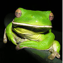 Frog.gif