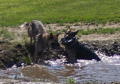 German Shepherd