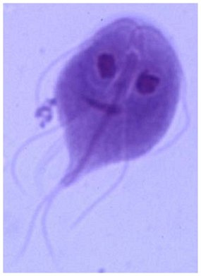 Giardia