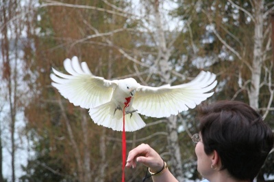 Goffin's Cockatoo