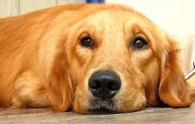 Golden Retriever.jpg