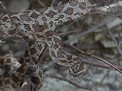 Great Plains Rat Snake