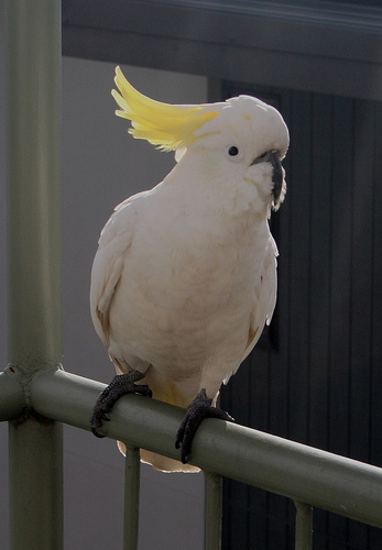 yellow crested cockatiel