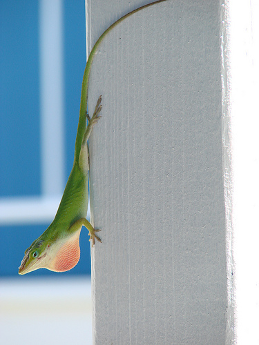 Green Anole