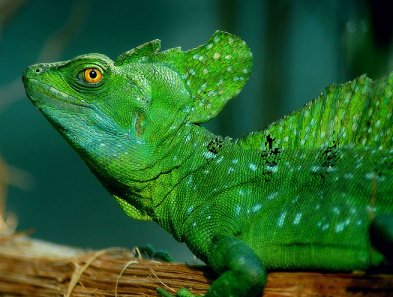 Green Basilisk