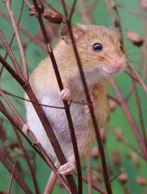 Harvest Mice The Pet Wiki