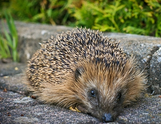 Hedgehog