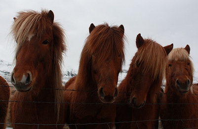 Icelandic Horses