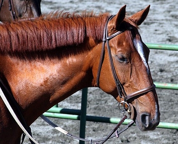 Irish Draught Horse