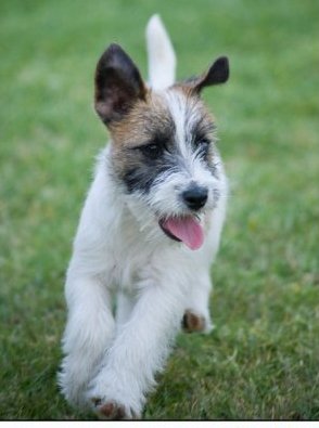 white wire haired jack russell