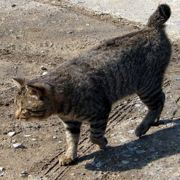 Japanese Bobtail