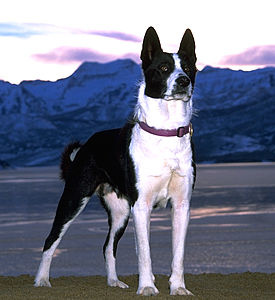 Karelian Bear Dog