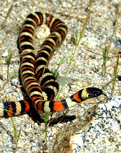 Kingsnake