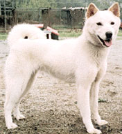 how do korean jindo hunt