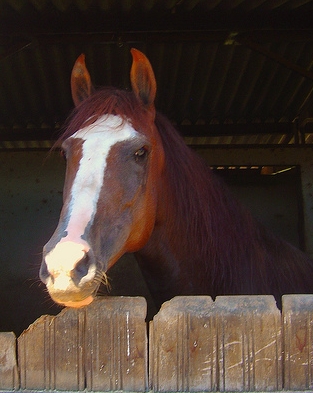 Lusitano Horse