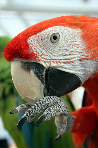 Macaw