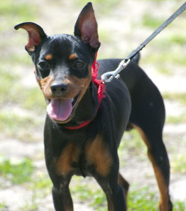 Miniature pinscher