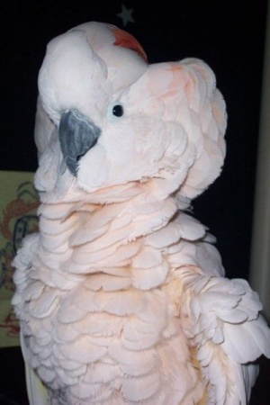 Moluccan Cockatoo