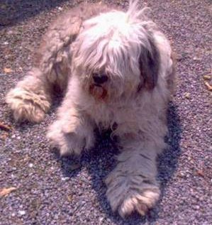 old english sheepdog endangered