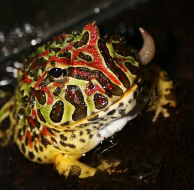 Ornate Horned Frog