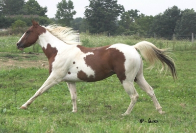 American Paint Horse