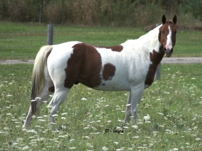 American Paint Horse