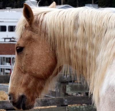 Palomino Horse