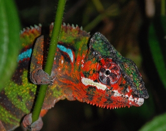 Panther Chameleon