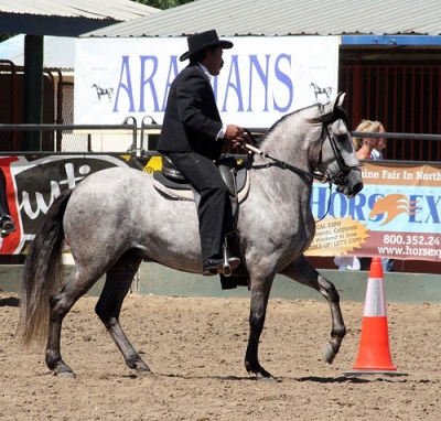 Paso Fino Horse