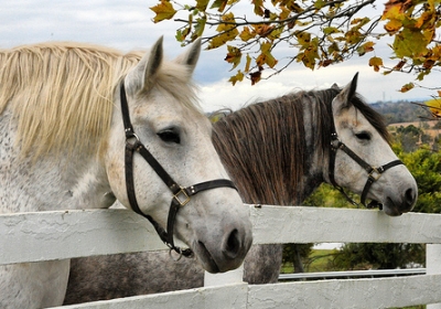 Percheron Horse