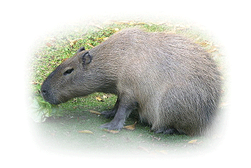 Petwiki rodents 44.gif