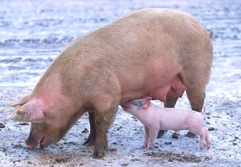 Farm Pigs