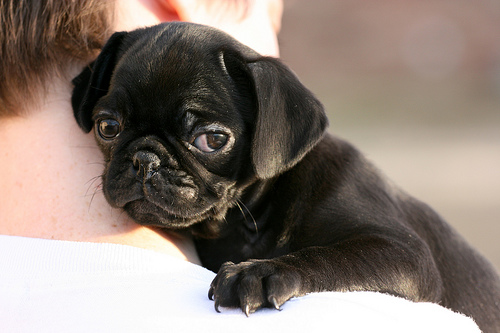 Pug Puppy