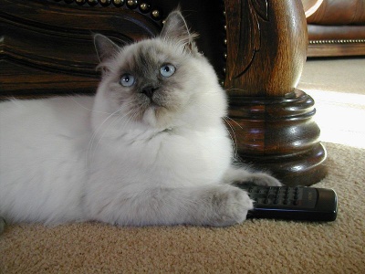 Ragdoll