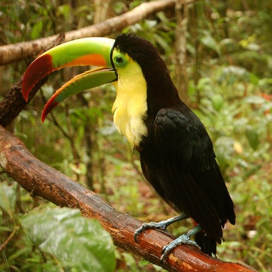 Rainbow-billed Toucan